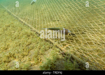 Danubian bleak, Danube bleak, shemaya (Chalcalburnus chalcoides mento), dead in lost fishernet on the lake bottom, Germany, Bavaria, Lake Chiemsee Stock Photo