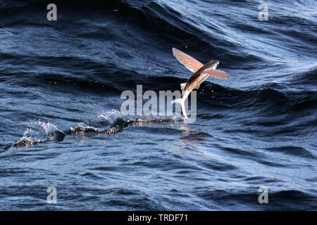 Flying fish, Solomon Islands, Rennell and Bellona Province, Rennell Island Stock Photo