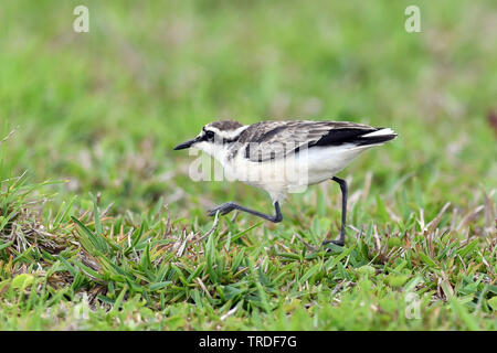 st helena sand plover (Charadrius sanctaehelenae), an island endemic from Saint Helena in the mid-Atlantic ocean, St. Helena Stock Photo