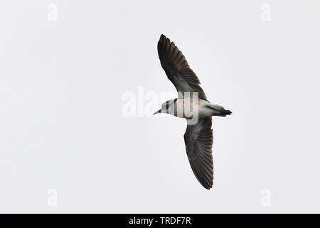 st helena sand plover (Charadrius sanctaehelenae), an island endemic from Saint Helena in the mid-Atlantic ocean, St. Helena Stock Photo