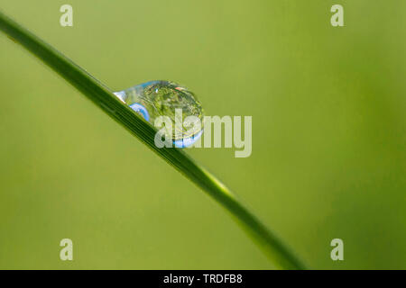 waterdrop on blade of grass, Austria, Tyrol Stock Photo