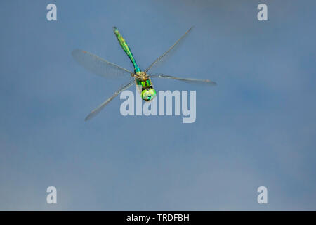 downy emerald (Cordulia aenea), in flight, Austria, Tyrol Stock Photo