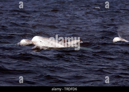 Risso's dolphin, Gray grampus, white-headed grampus (Grampus griseus), at water surface, USA, California Stock Photo