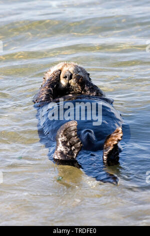sea otter (Enhydra lutris), floating, USA, California Stock Photo