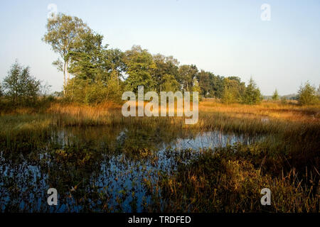 Strabrechtse Heide, Netherlands Stock Photo