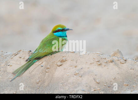 Arabian Green Bee-eater, Little Green Bee-eater (Merops muscatensis, Merops cyanophrys muscatensis), sitting on the ground, Oman Stock Photo