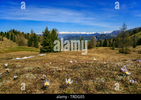 spring anemone, pasque flower (Pulsatilla vernalis), view from Fanes-Sennes-Prags Nature Park to snow-covered main Alpine ridge, Italy, South Tyrol, Fanes National Park, Dolomites Stock Photo