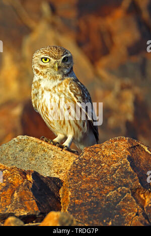 Little Owl (Athene glaux, Athene noctua glaux), on a rock, Morocco, Tagdilt