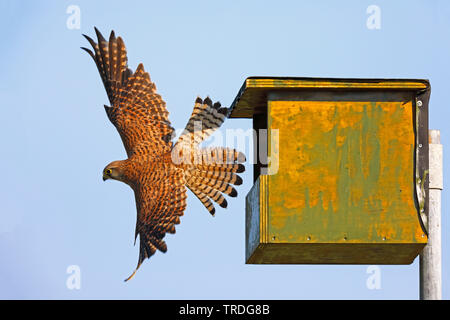European Kestrel, Eurasian Kestrel, Old World Kestrel, Common Kestrel (Falco tinnunculus), female flying out of a nesting box, Netherlands, Frisia Stock Photo