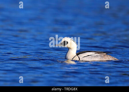 smew (Mergellus albellus, Mergus albellus), swimming male, Sweden, Kramfors Stock Photo