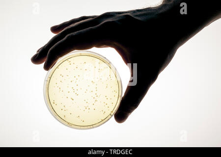 Hand holding a petri dish with agar-agar Stock Photo