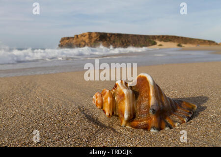 shell lying on beach in Oman, Oman Stock Photo