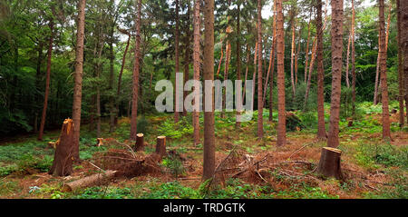 Norway spruce (Picea abies), spruce forest after a storm, Germany, North Rhine-Westphalia Stock Photo