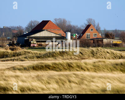 Farm at Texel in spring, Netherlands, Texel Stock Photo