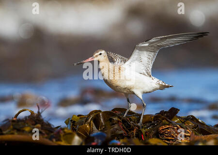 bar-tailed godwit (Limosa lapponica), Germany Stock Photo