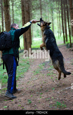 German Shepherd Dog (Canis lupus f. familiaris), man playing with a dog in the forest, Germany Stock Photo