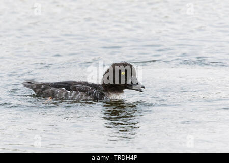 barrow's goldeneye (Bucephala islandica), swimming drake in eclipse plumage, Germany Stock Photo