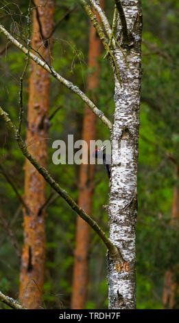 black woodpecker (Dryocopus martius), adult male on birch tree trunk, Poland Stock Photo