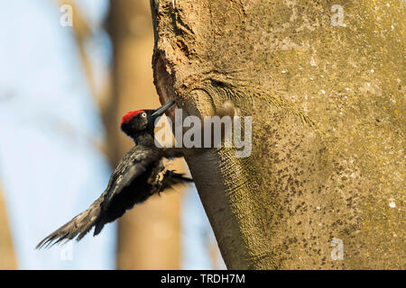 black woodpecker (Dryocopus martius), adult male on a tree trunk, Germany Stock Photo