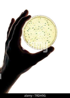 Hand holding a petri dish with agar-agar Stock Photo