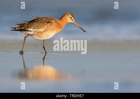 black-tailed godwit (Limosa limosa), juvenile in water, Germany Stock Photo