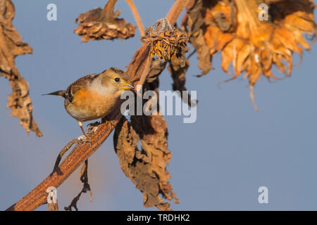 brambling (Fringilla montifringilla), female on a sunflower, Germany Stock Photo