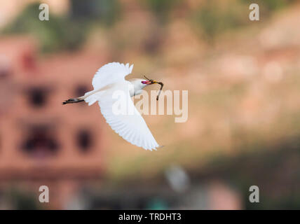 cattle egret, buff-backed heron (Ardeola ibis, Bubulcus ibis), in flight with nesting material in the beak, Morocco Stock Photo