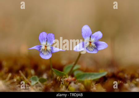 teesdale violet (Viola rupestris), blooming, Netherlands Stock Photo