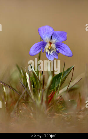 teesdale violet (Viola rupestris), blooming, Netherlands Stock Photo