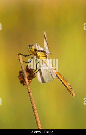 banded sympetrum, banded darter (Sympetrum pedemontanum), female on rush, Netherlands Stock Photo