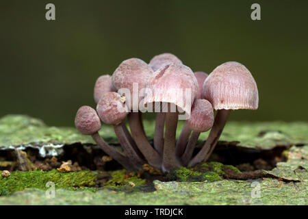 burgundydrop bonnet, bleeding fairy helmet (Mycena haematopus), fruiting bodies on the ground, Netherlands Stock Photo