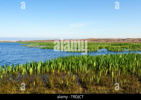 yellow iris, yellow flag (Iris pseudacorus), Lake at Texel in spring, Netherlands, Texel Stock Photo
