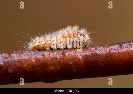 nut-tree tussock (Colocasia coryli), caterpillar, Netherlands, Utrecht Stock Photo