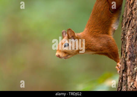 European red squirrel, Eurasian red squirrel (Sciurus vulgaris), female climbing down a tree, Netherlands Stock Photo