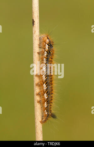 The Drinker (Philudoria potatoria, Euthrix potatoria), caterpillar, Netherlands Stock Photo