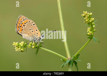 purple-edged copper (Lycaena hippothoe, Palaeochrysophanus hippothoe), sitting on Galium, Germany, Eifel Stock Photo