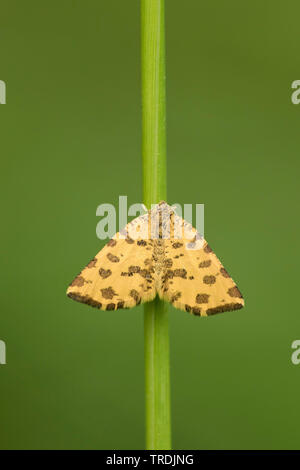 Speckled Yellow (Pseudopanthera macularia), at a grass, Germany, Eifel Stock Photo