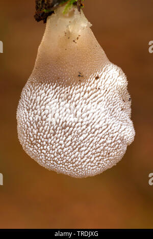 jelly tooth (Pseudohydnum gelatinosum), on deadwood, Netherlands Stock Photo