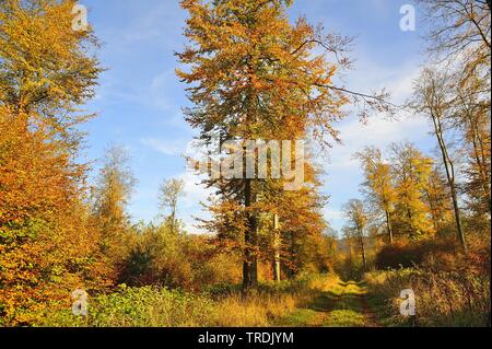 common beech (Fagus sylvatica), beech forest in late autumn, Germany, North Rhine-Westphalia Stock Photo