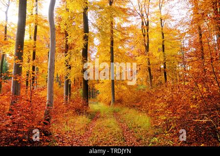 common beech (Fagus sylvatica), beech forest in late autumn, Germany, North Rhine-Westphalia Stock Photo