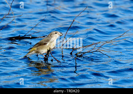 parrot crossbill (Loxia pytyopsittacus), female perches on a twig in the water and drinking, Netherlands Stock Photo