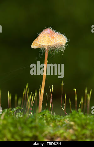 saffrondrop bonnet (Mycena crocata), Saffrondrop Bonnet is affected by Spinellus fusiger, Netherlands Stock Photo