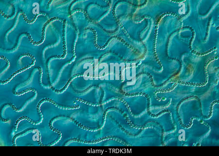 blue-green alga (Cyanobakterien), filaments of Nostoc in differential interference contrast, x 100 Stock Photo