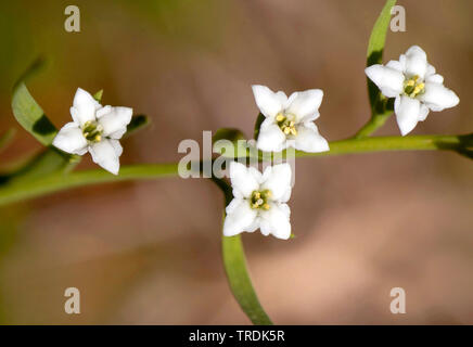 Alpine meadowflax (Thesium alpinum), blooming, Austria, Tyrol Stock Photo