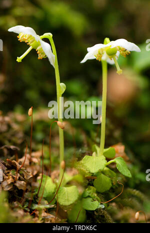 One-flowered pyrola, Woodnymph, One-flowered wintergreen, Single delight, wax-flower (Moneses uniflora), blooming, Austria, Tyrol Stock Photo