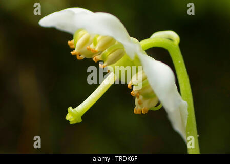 One-flowered pyrola, Woodnymph, One-flowered wintergreen, Single delight, wax-flower (Moneses uniflora), close up of a flower, Austria, Tyrol Stock Photo