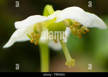One-flowered pyrola, Woodnymph, One-flowered wintergreen, Single delight, wax-flower (Moneses uniflora), close up of a flower, Austria, Tyrol Stock Photo