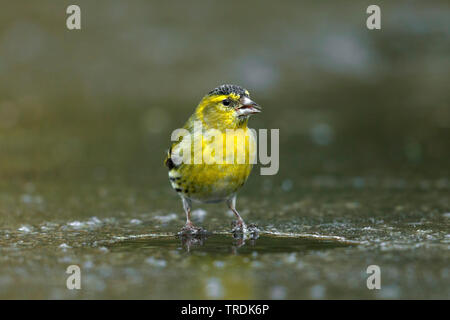 spruce siskin (Carduelis spinus), perches on an ice sheet and drinking, Netherlands Stock Photo