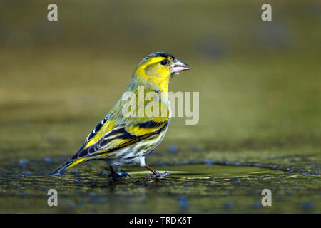 spruce siskin (Carduelis spinus), male perches on an ice sheet and drinking, Netherlands Stock Photo