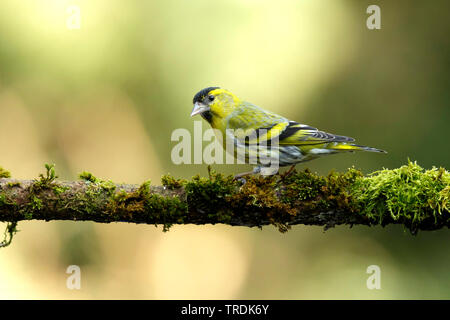 spruce siskin (Carduelis spinus), male perching on a mossy branch, Netherlands Stock Photo